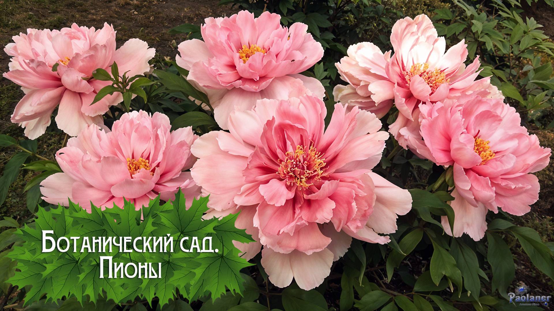 Ботанический сад. Пионы (2025) смотреть онлайн