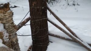 Петля на медведя