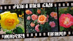 Прекрасные розы в моем саду. Город Таганрог, июнь 2025.
