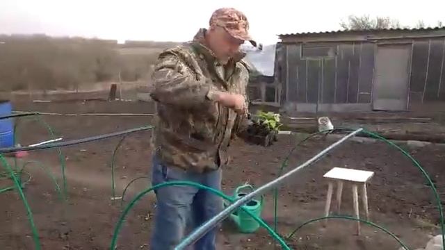 Выращивание ранних огурцов #3