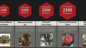 Сравнение_ Старейшие Живые Существа
