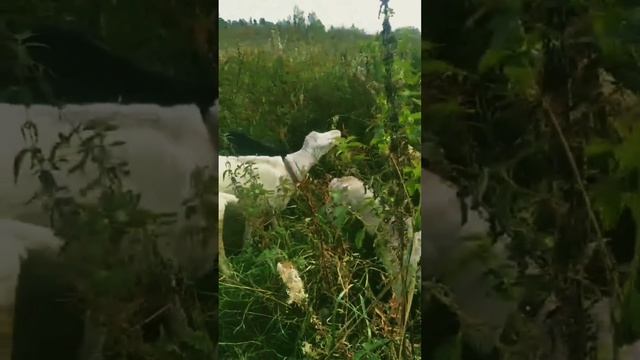 Откуда берётся молоко у коз?