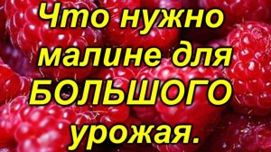🌿 Проверенный способ для идеальной малины: делайте ТАК и урожай будет щедрым!