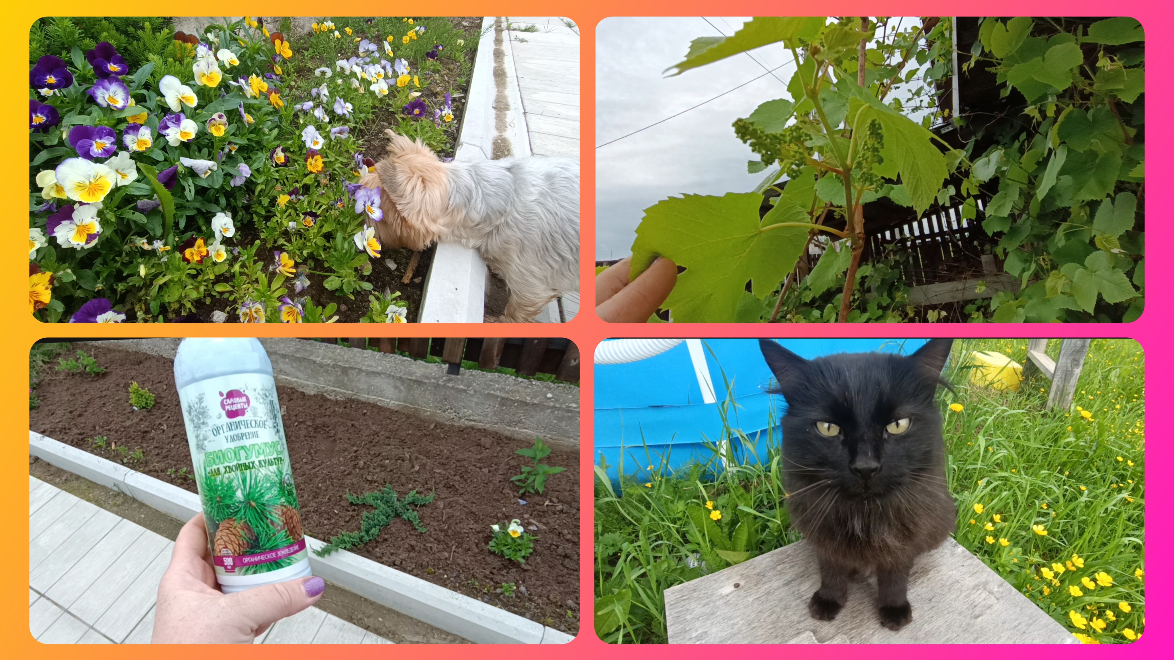 Удобряю,прибираю.Изюм созревает😊