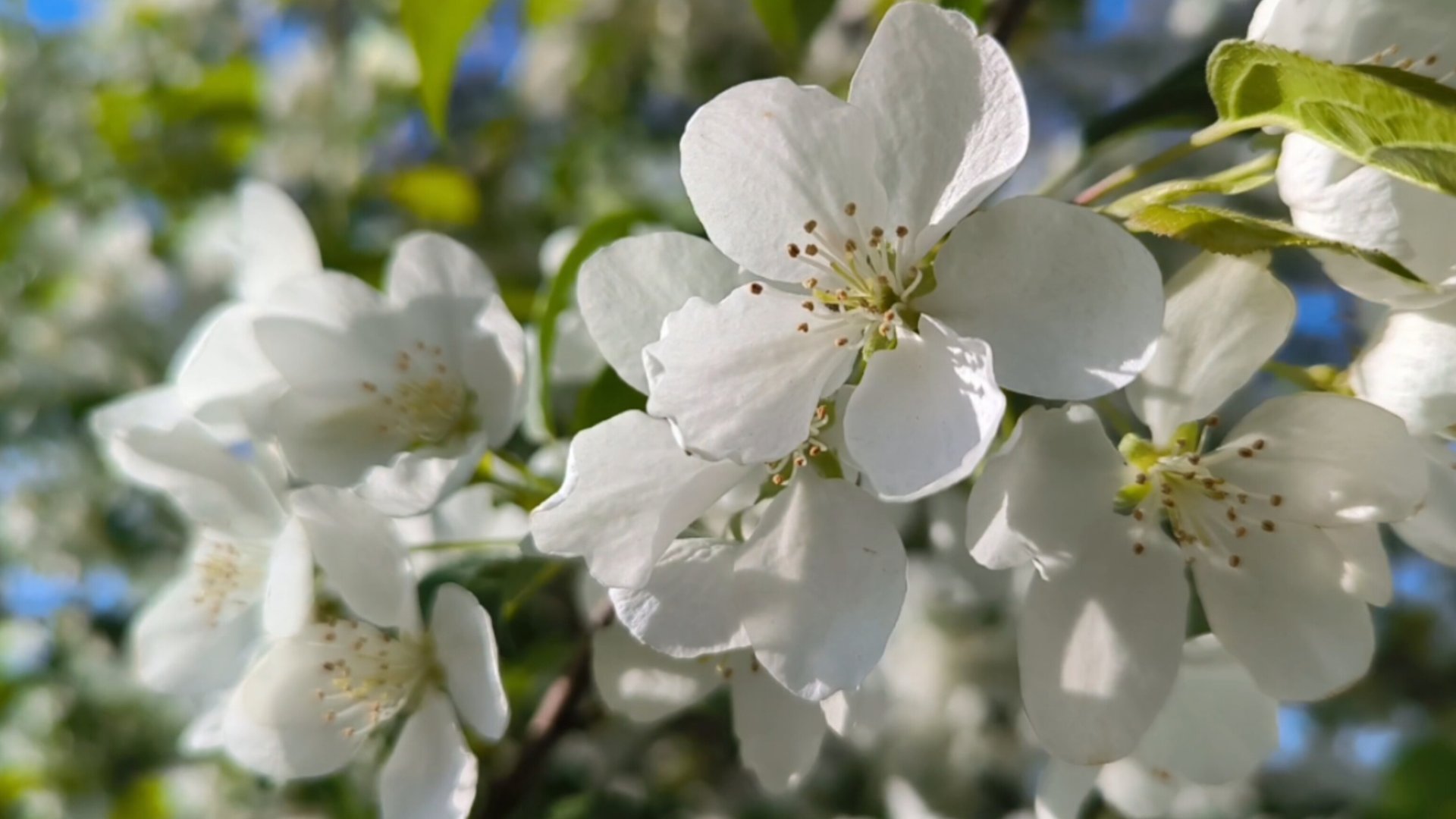 I Hope You Know - But First Coffee 💖 Official Music Video ☕ #навсегдалюбовь #кофе #топыкатегорий