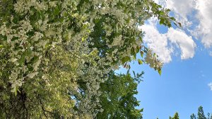 Детский танец " Вальс цветов"    (И.Штраус. Вальс "Весенние голоса")