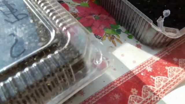 семена не всхожие