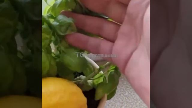 Мем#2 смотреть онлайн