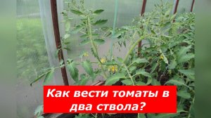 Выращивание томатов в теплице: как формировать высокорослые кусты томат?