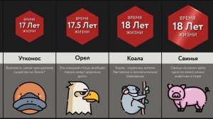 Время Жизни Животных - 2 ЧАСТЬ