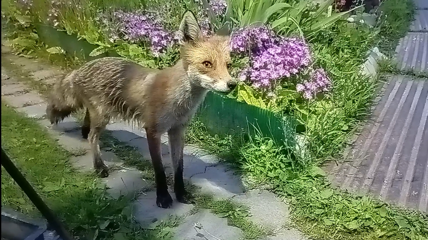 (1035) Лиса приходит в гости. Июнь 2025 смотреть онлайн