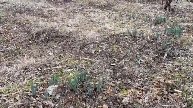 В ЧЕХОВ ПО ДЕЛАМ