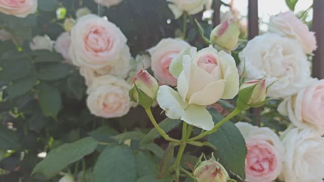 Какие работы произвожу в цветниках. смотреть онлайн