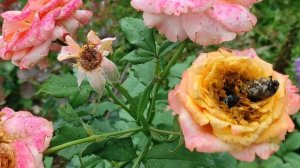 НАКОНЕЦ-ТО! НАШЛА ПРОСТОЙ СПОСОБ как БОРОТЬСЯ с БРОНЗОВКОЙ и ОЛЁНКОЙ. ИНАЧЕ ОНИ УНИЧТОЖАТ  РАСТЕНИЯ!