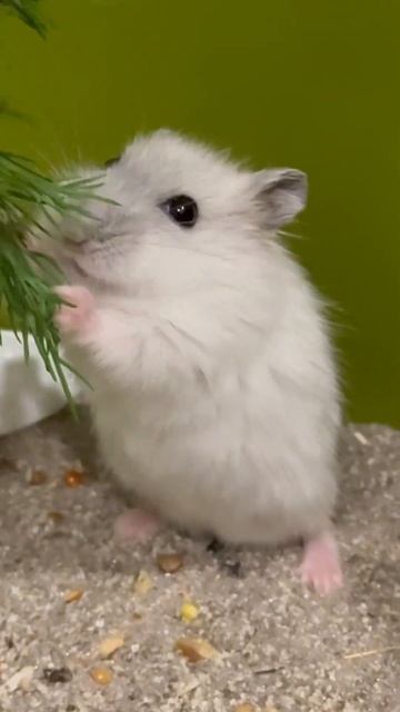 Джунгарский хомяк ест укропчик #хомяк #джунгарскийхомяк #милота#хомяк#грызуны#hamsters