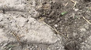 ПОЛЕ УСЫПАНО МОНЕТАМИ. Нашли клад серебра золото