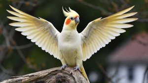 ГОВОРЯЩИЕ И САМЫЕ СМЕШНЫЕ ПОПУГАИ со всего мира | ПРИКОЛЫ С ПОПУГАЯМИ | FUNNY PARROTS часть 11