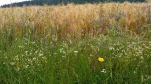 Константин Паустовский. Мещерская сторона/Рассказы о