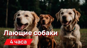 Звуки для соседей - лающие собаки