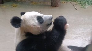 🍦 Панда Катюша получила свою заслуженную порцию мороженого.