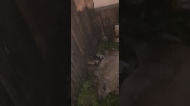 Свиноматка заботливо ухаживает за милатой, а мы создаем для них комфортные условия. смотреть онлайн