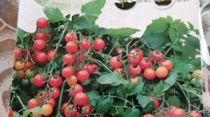 Томат ампельный. Выращиваю на подоконнике🙀😡