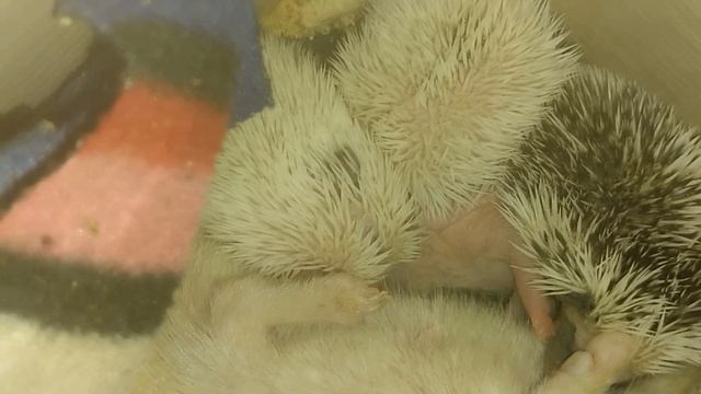 😢 Потерялся ёжик 👿 Hedgehog got lost #hedgehog #ezhikafro #cuteanimals #funnyvid смотреть онлайн