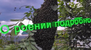 Роение пчёл - профессор Кашковский объясняет детально