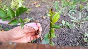 Прививка окулировка вишни