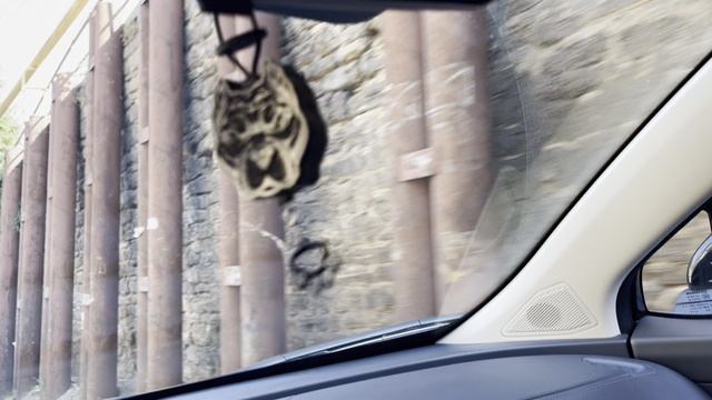 Парень нагулялся едем домой