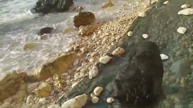 Фиолент. Морской берег и  мазут. 2025. Автобат и Пуля