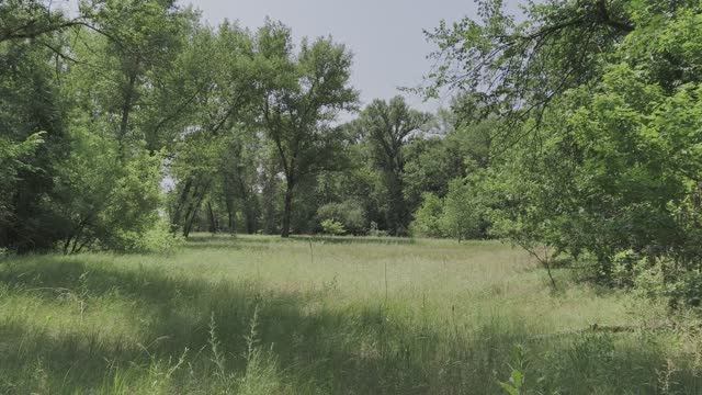 Cinema 4K 30fps HDR10+HLG Bt2020 | ЛЕС В Станице-Луганской Области.