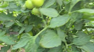 Розовый томат Пинк Хит (Эрай) в летнем обороте 2025.