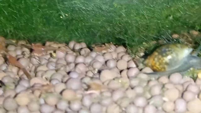 Креветка Вишня смотреть онлайн