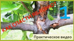 Как спасити яблоню? Убираем дупло. Дачникам на заметку! Практическое видео.