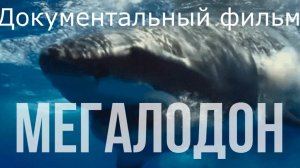 Мегалодон 2024г