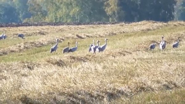 Журавли. Инструментальная версия-Igor Korg.