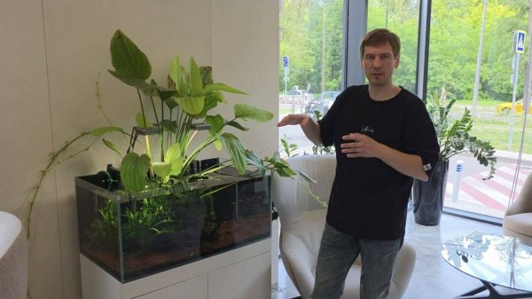 Обзор травника с эхинодорусом