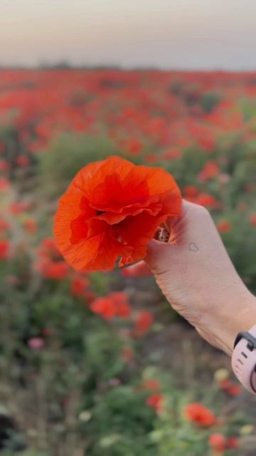 Красота😍 смотреть онлайн