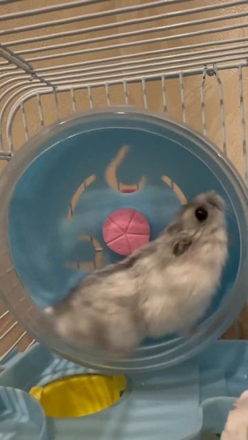 Хомяк в колесе #хомяк #грызуны #джунгарскийхомяк #cute #animals #pets