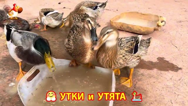 Утки с Утятами гармония во дворе 🦆🤗❣️(44) смотреть онлайн