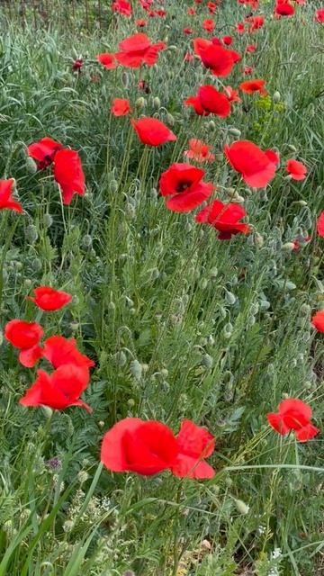 Маки 💖💖💖 смотреть онлайн