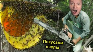✅Нашли УЛЕЙ ДИКИХ ПЧЁЛ ОГРОМНЫЙ 🐝ИСКУСАЛИ прям на ДЕРЕВЕ ☠️ ЛИХОРАДКА и ГАЛЮЦИНАЦИИ от УКУСОВ