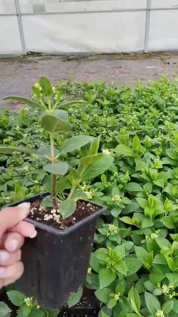 Early Sensation - Ранняя сенсация - гортензия метельчатая - в июне уже цветет!