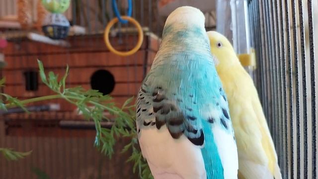 волнистые попугайчики Гоша и Ксюша ✔️веточка зелени