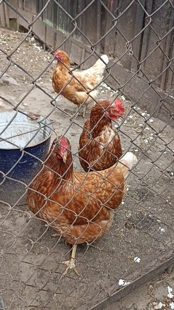 Четыре курочки и без петушка смотреть онлайн