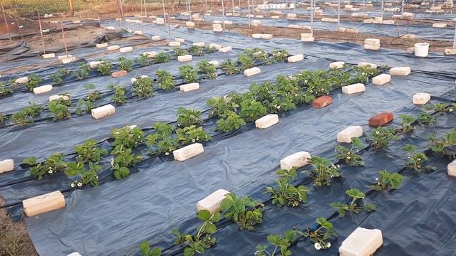 Первая подкормка клубники во время цветения