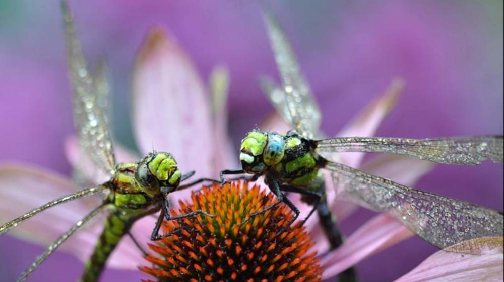ВСЕМИРНЫЙ ДЕНЬ СТРЕКОЗЫ смотреть онлайн