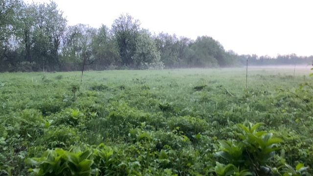 Утро. 31 мая 2025 на острове Свинец смотреть онлайн