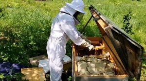 Ревизия слабой пчелосемьи .